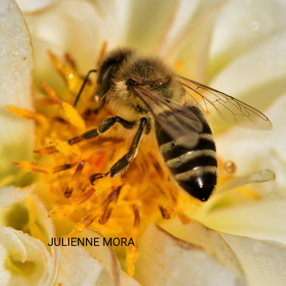 Isiopause® y menopausia. Monin Chanteaud