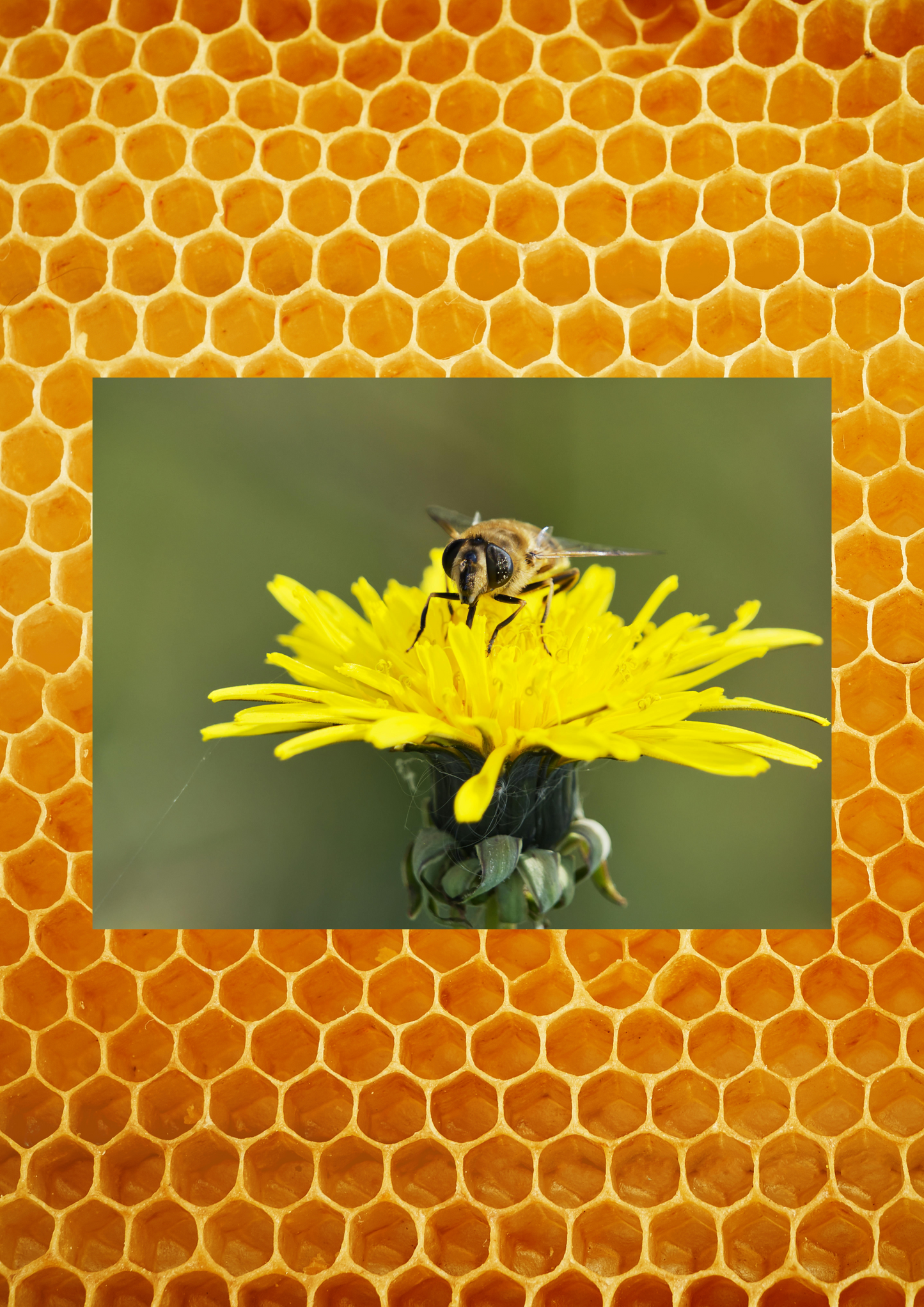 Extracto de propóleo puro Lab. Dioter